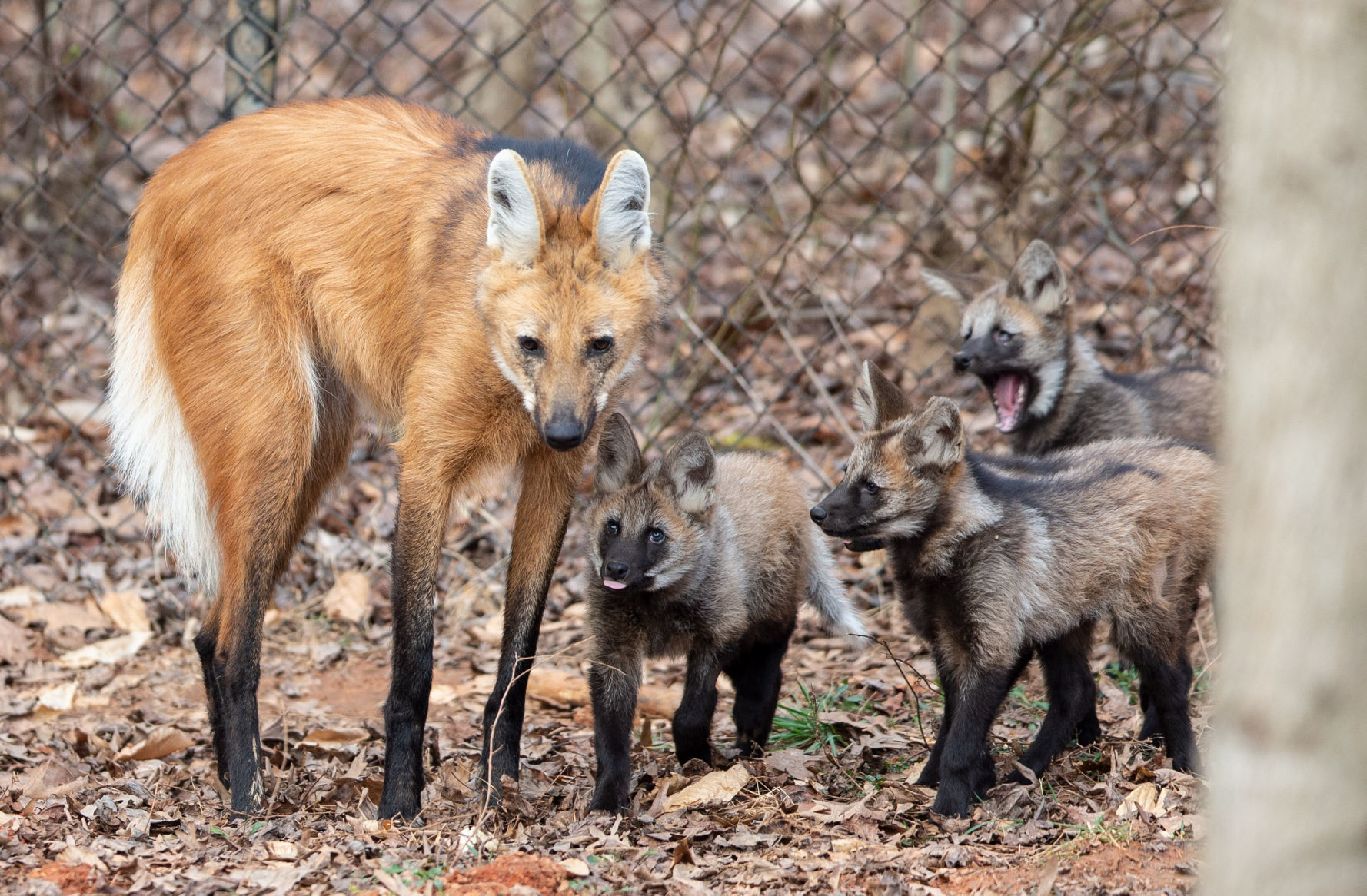 Maned Wolf Pups